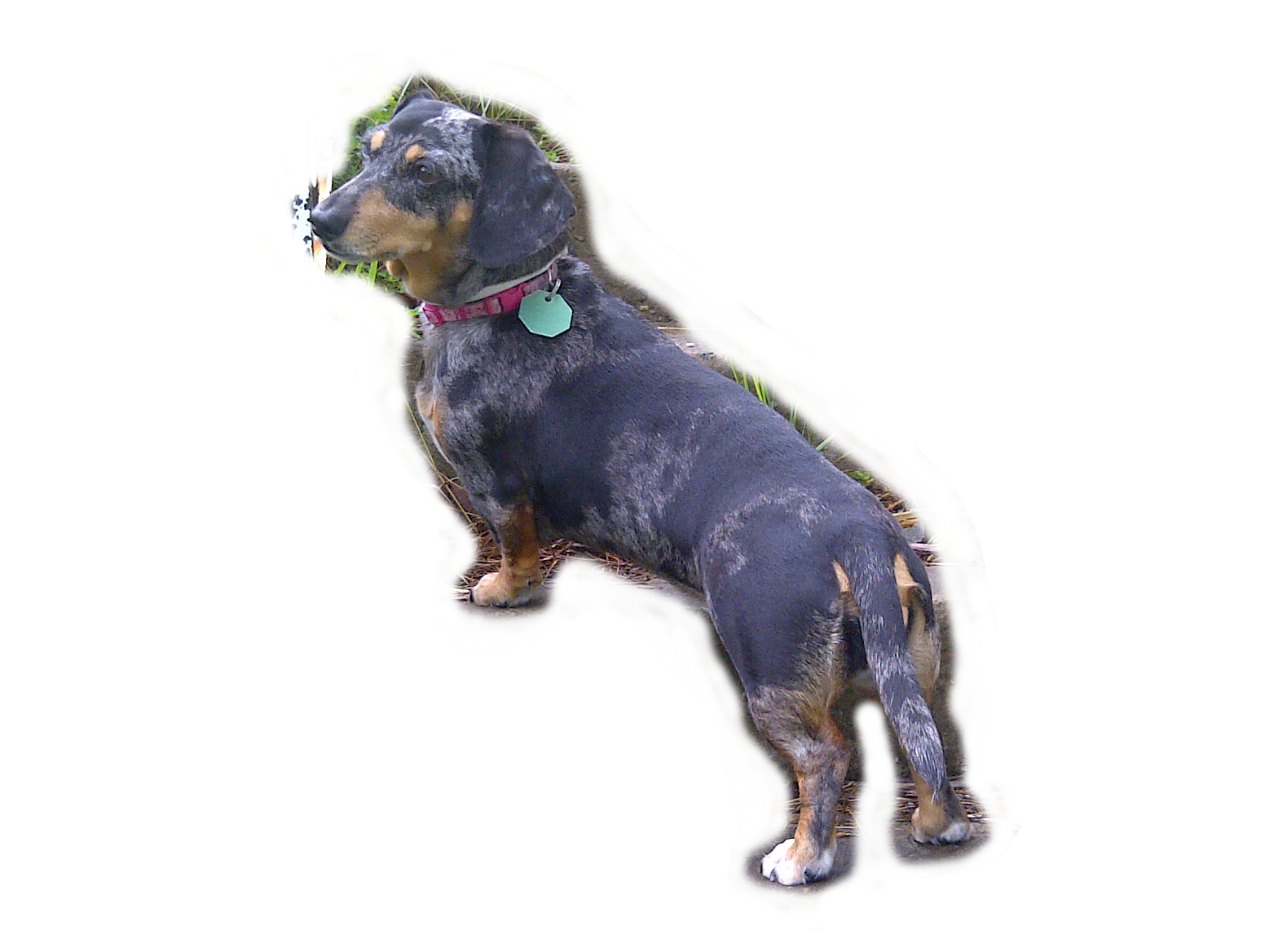 Longdog